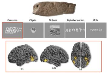 En haut : Gravure découverte sur le site de Blombos (Afrique du Sud) datant de 75.000 ans avant le présent. Au centre : Exemple de catégories visuelles utilisées dans l’expérience. En bas : Vues latérales et inférieures des activations cérébrales provoquées par la perception de gravures situées dans le lobe occipital et la partie ventrale du lobe temporal (HG : hémisphère gauche, HD : hémisphère droit, Inf : vue inférieure). Ces activations sont comparables à celles provoquées par la perception d'objets usuels. Crédit : Emmanuel Mellet et Francesco d'Errico