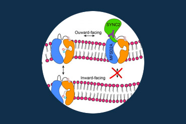 Mécanismes de fonctionnement du transporteur de l'acide gras essentiel oméga-3 humain