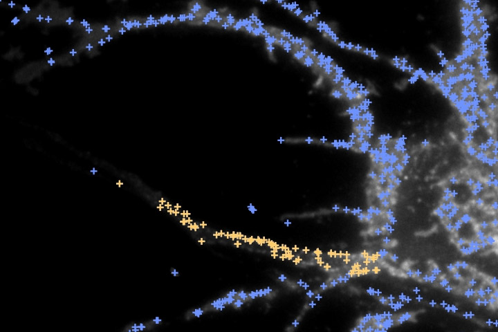Pour maintenir la polarité neuronale, l’endocytose à la base de l’axone est nécessaire